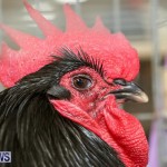 Poultry Show Bermuda, February 20 2016 (13)