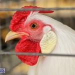 Poultry Show Bermuda, February 20 2016 (14)
