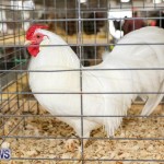 Poultry Show Bermuda, February 20 2016 (15)