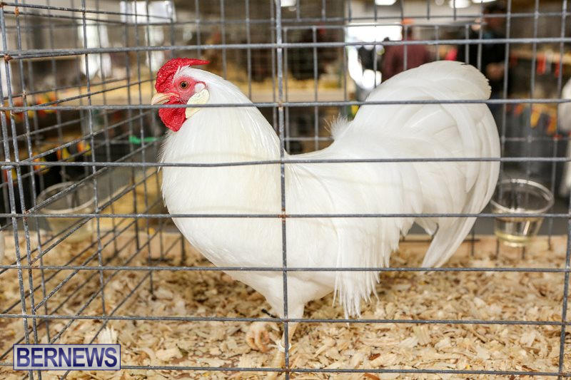 Poultry-Show-Bermuda-February-20-2016-15