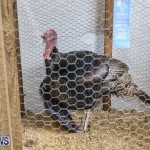 Poultry Show Bermuda, February 20 2016 (17)