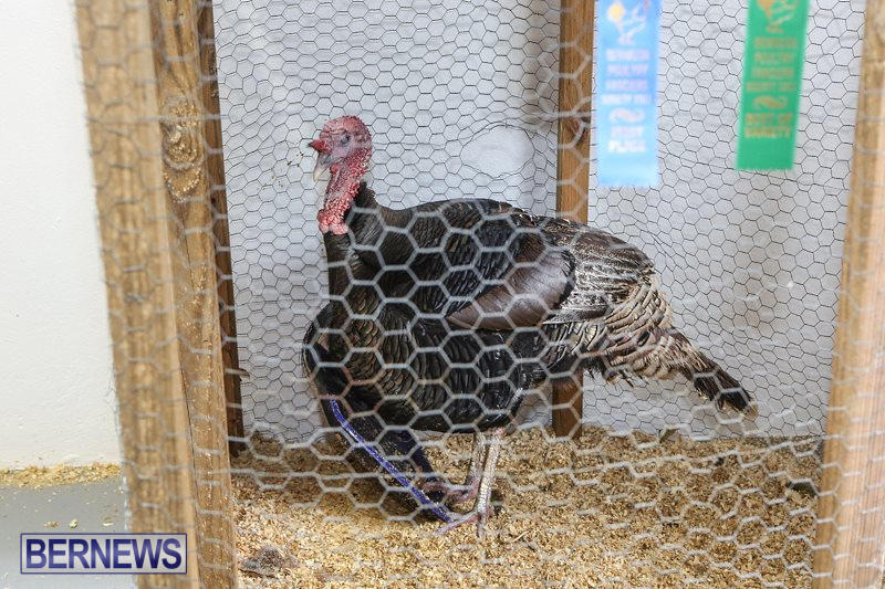 Poultry-Show-Bermuda-February-20-2016-17