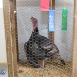 Poultry Show Bermuda, February 20 2016 (18)