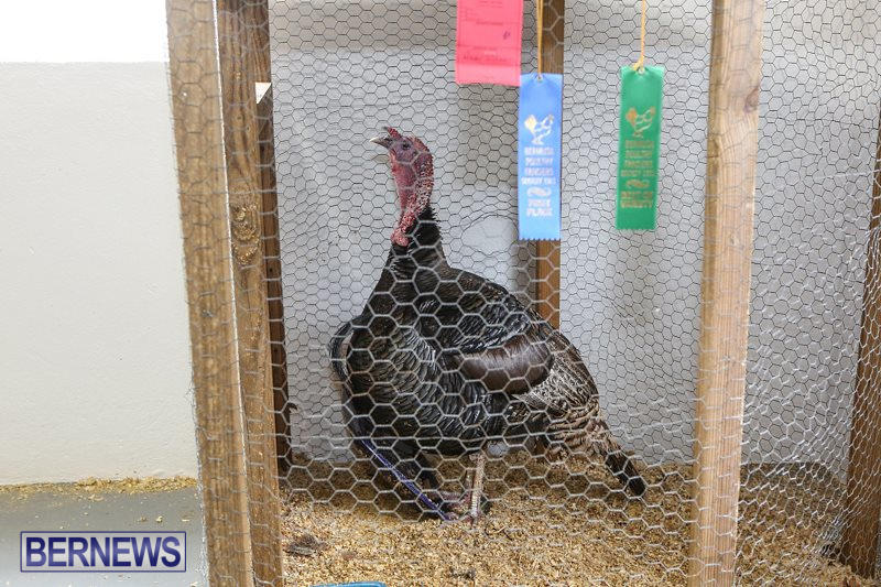 Poultry-Show-Bermuda-February-20-2016-18