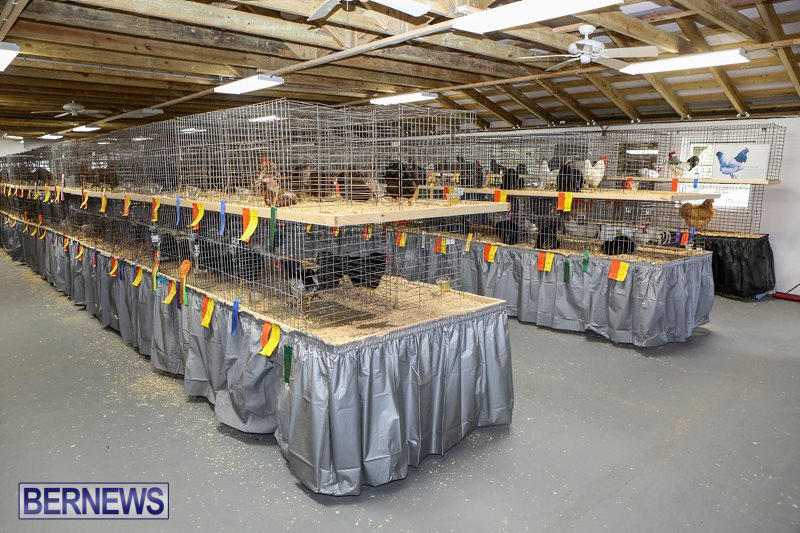 Poultry-Show-Bermuda-February-20-2016-19