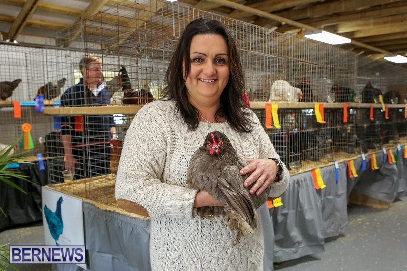Poultry-Show-Bermuda-February-20-2016-2