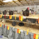 Poultry Show Bermuda, February 20 2016 (20)