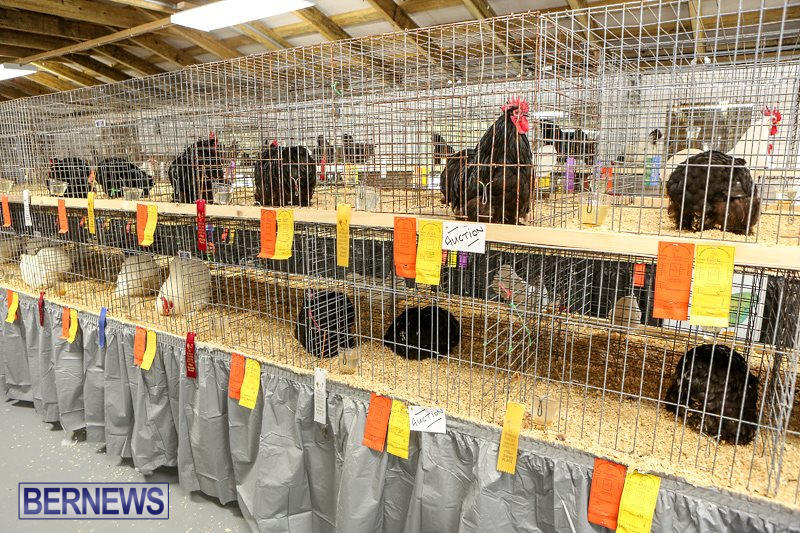 Poultry-Show-Bermuda-February-20-2016-20