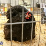 Poultry Show Bermuda, February 20 2016 (21)