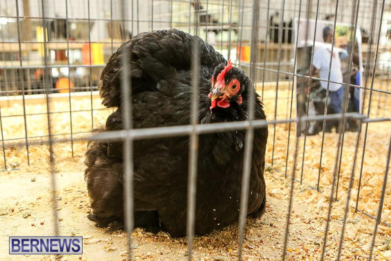 Poultry-Show-Bermuda-February-20-2016-21