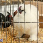 Poultry Show Bermuda, February 20 2016 (22)