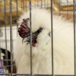 Poultry Show Bermuda, February 20 2016 (23)