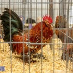 Poultry Show Bermuda, February 20 2016 (24)