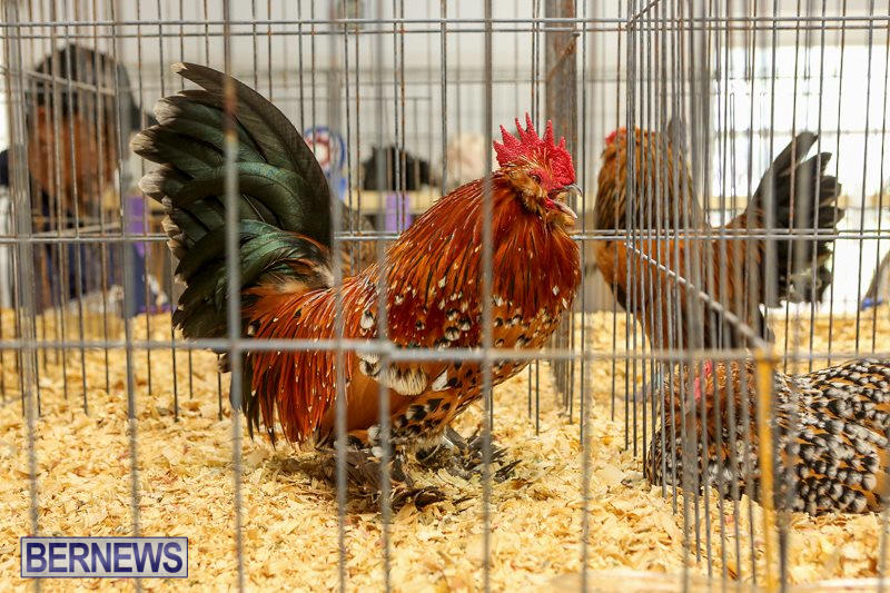 Poultry-Show-Bermuda-February-20-2016-24