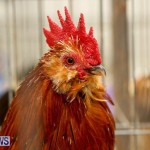 Poultry Show Bermuda, February 20 2016 (25)