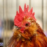 Poultry Show Bermuda, February 20 2016 (26)