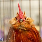 Poultry Show Bermuda, February 20 2016 (27)