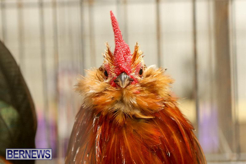 Poultry-Show-Bermuda-February-20-2016-27