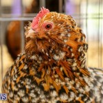 Poultry Show Bermuda, February 20 2016 (28)