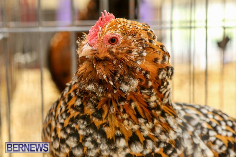 Poultry-Show-Bermuda-February-20-2016-28