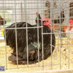 Poultry Show Bermuda, February 20 2016 (29)