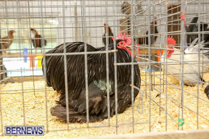 Poultry-Show-Bermuda-February-20-2016-29