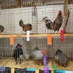 Poultry Show Bermuda, February 20 2016 (3)