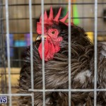 Poultry Show Bermuda, February 20 2016 (30)