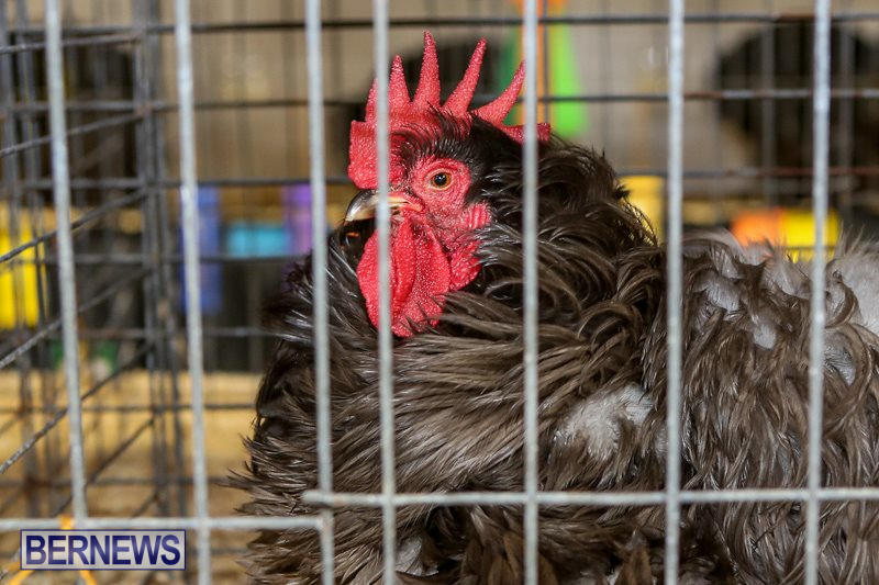 Poultry-Show-Bermuda-February-20-2016-30