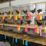 Poultry Show Bermuda, February 20 2016 (34)