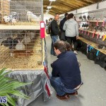 Poultry Show Bermuda, February 20 2016 (35)
