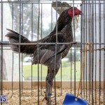 Poultry Show Bermuda, February 20 2016 (39)