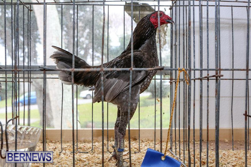 Poultry-Show-Bermuda-February-20-2016-39