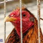 Poultry Show Bermuda, February 20 2016 (4)