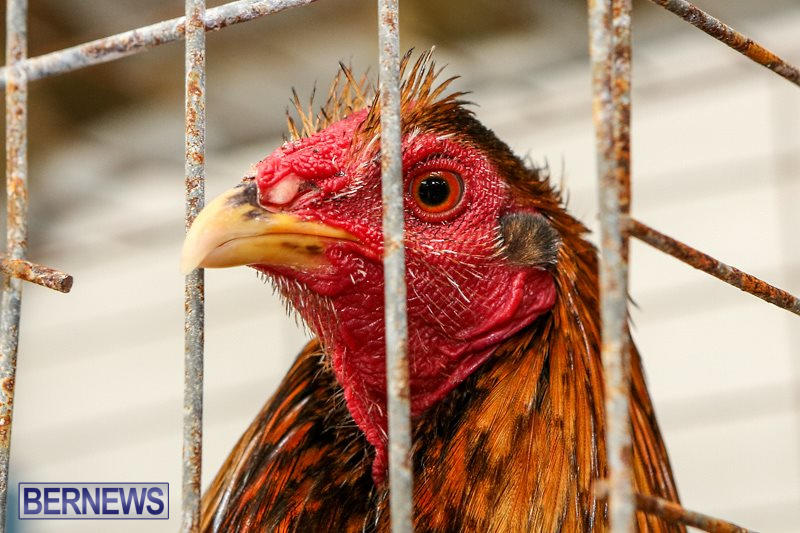 Poultry-Show-Bermuda-February-20-2016-4