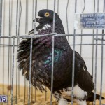 Poultry Show Bermuda, February 20 2016 (43)