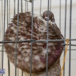 Poultry Show Bermuda, February 20 2016 (44)