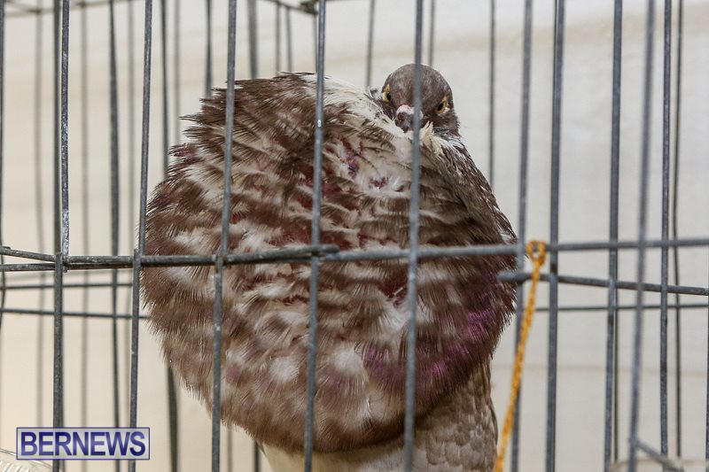 Poultry-Show-Bermuda-February-20-2016-44