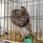 Poultry Show Bermuda, February 20 2016 (45)