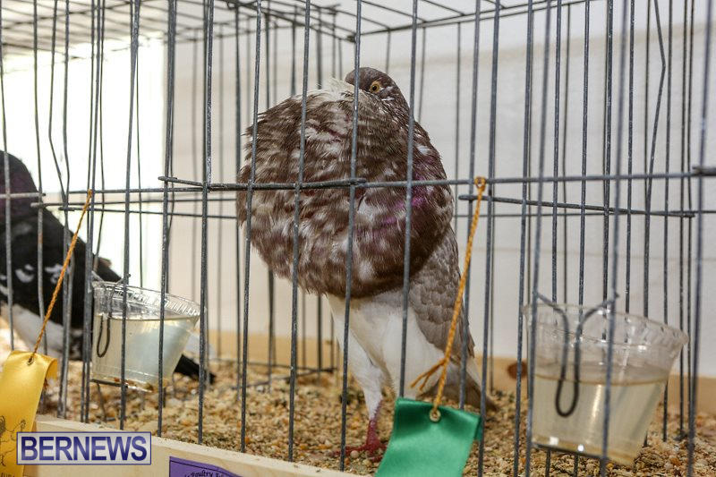 Poultry-Show-Bermuda-February-20-2016-45