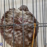Poultry Show Bermuda, February 20 2016 (46)