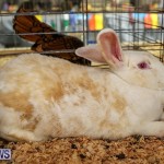 Poultry Show Bermuda, February 20 2016 (47)