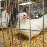 Poultry Show Bermuda, February 20 2016 (48)