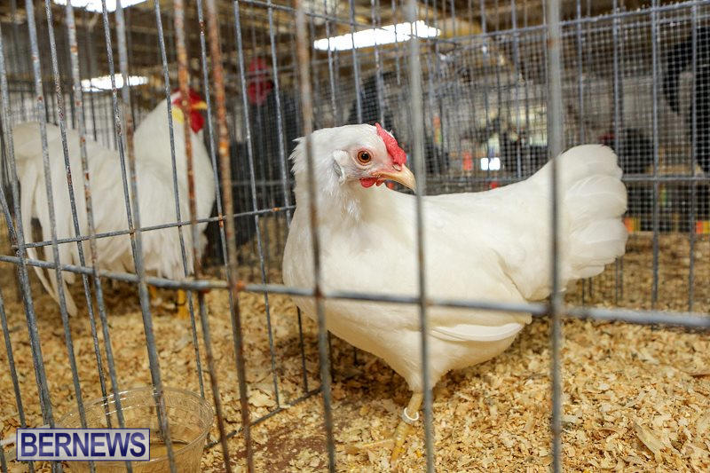Poultry-Show-Bermuda-February-20-2016-48