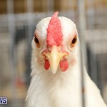 Poultry Show Bermuda, February 20 2016 (49)