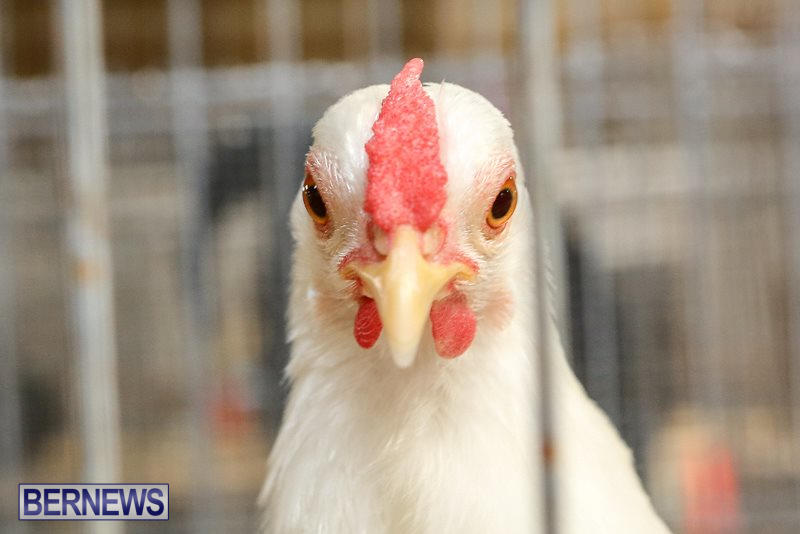 Poultry-Show-Bermuda-February-20-2016-49