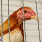 Poultry Show Bermuda, February 20 2016 (5)