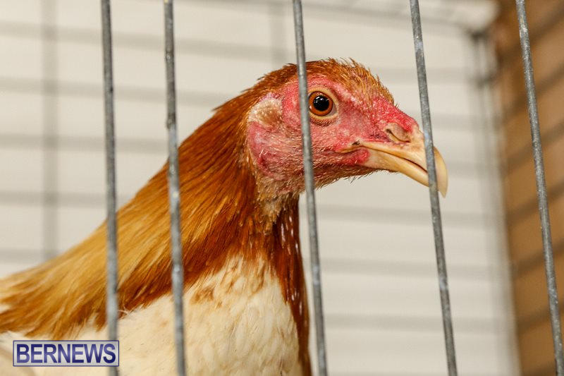 Poultry-Show-Bermuda-February-20-2016-5