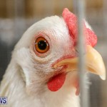 Poultry Show Bermuda, February 20 2016 (50)