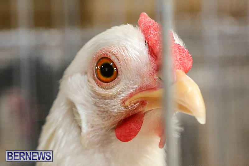 Poultry-Show-Bermuda-February-20-2016-50
